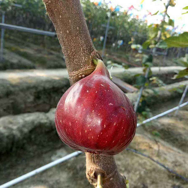 無(wú)花果：馬義斯陶芬